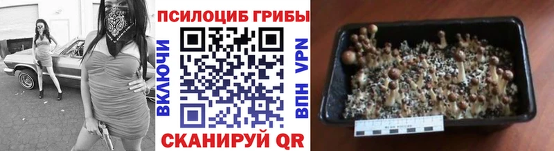 Псилоцибиновые грибы Magic Shrooms  нарко площадка как зайти  Грозный 